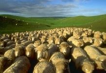 a large herd of sheep in a field
