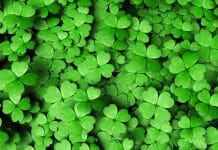 a group of green clovers