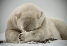 a polar bear lying down in the snow