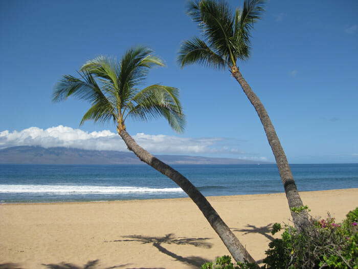 palm trees on a beach