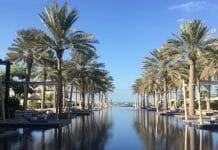 a water way with palm trees and a row of umbrellas