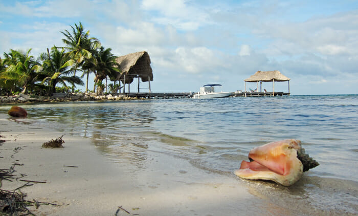 a shell on the beach