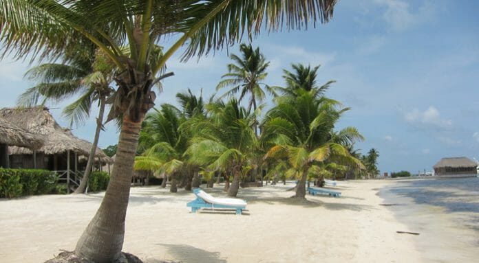 a beach with palm trees and chairs