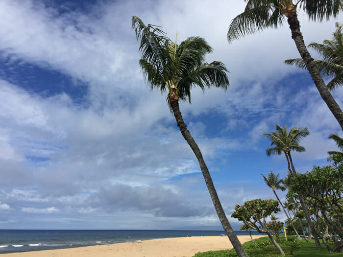 palm trees on a beach