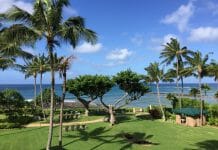 a lawn with palm trees and a body of water