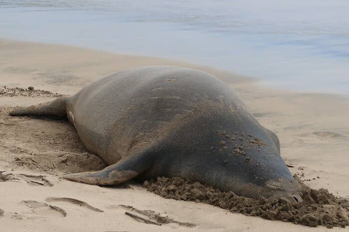 a seal lying on the sand