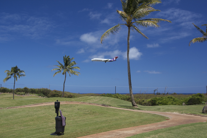 a plane flying over a palm tree