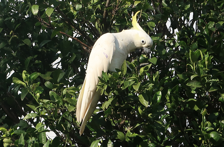 a white bird with yellow beak on a tree