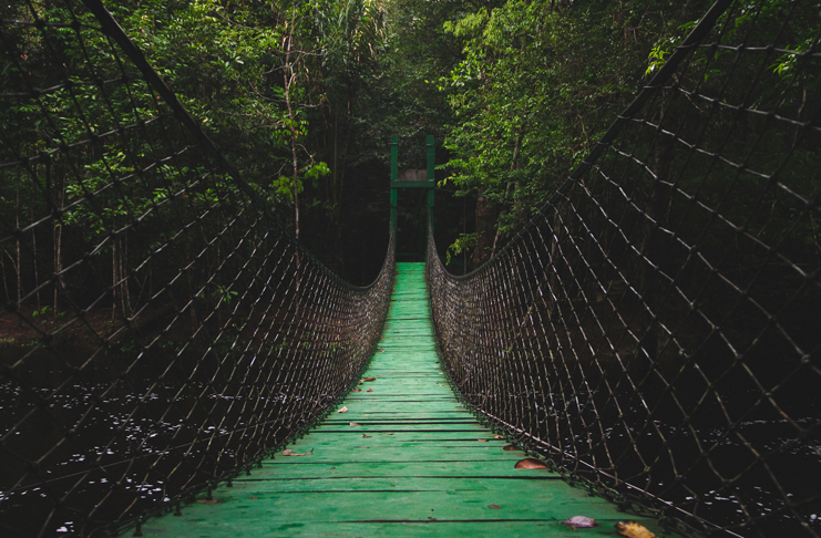 a rope bridge in the woods