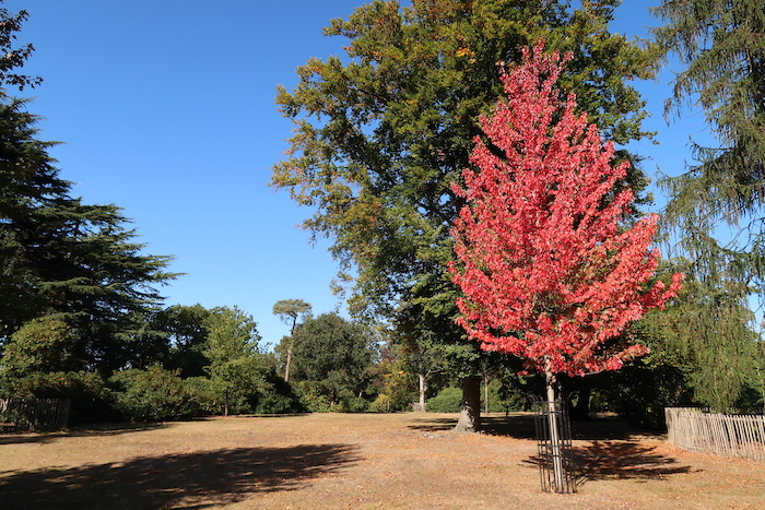 a tree with red leaves in a park