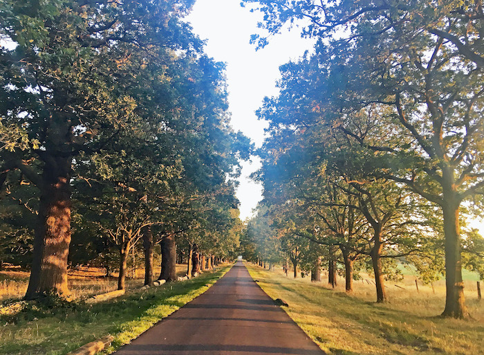 a road with trees on the side