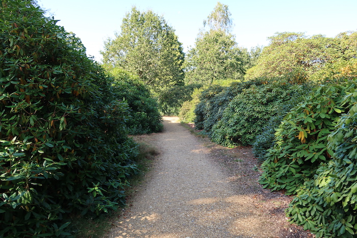 a path with bushes and trees