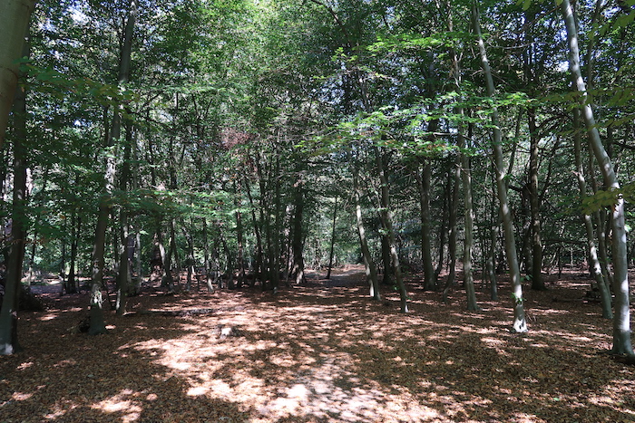 a forest with trees and leaves