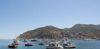 boats in a harbor with a city in the background