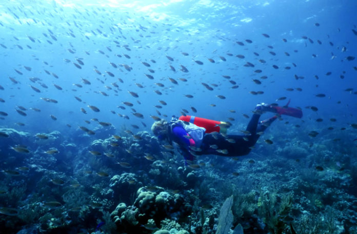 a person in a scuba suit swimming with fish