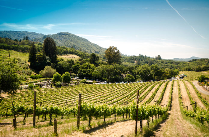 a vineyard with trees and mountains in the background
