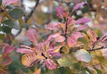 a close up of leaves